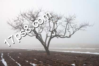 photoshop合成荒野枯树场景教程3