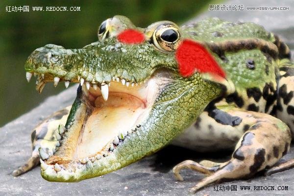 Photoshop创意合成的长着鳄鱼头的青蛙13