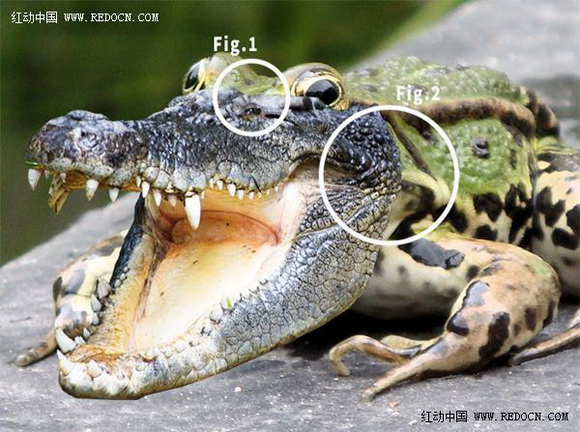 Photoshop合成的长着鳄鱼头的青蛙7