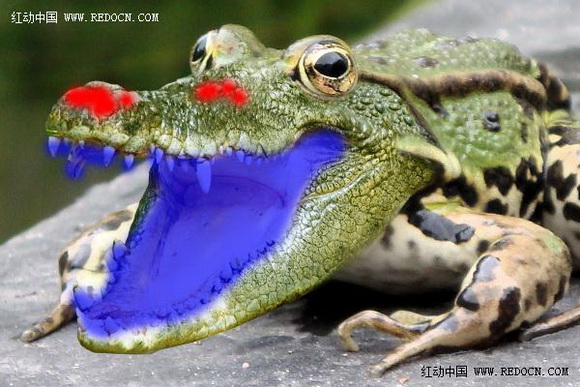 Photoshop合成的长着鳄鱼头的青蛙12