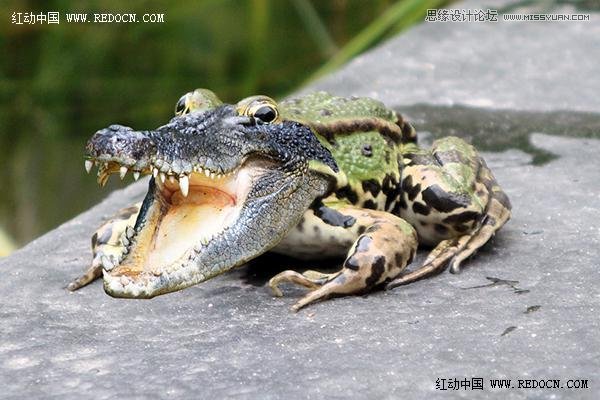 Photoshop创意合成的长着鳄鱼头的青蛙8