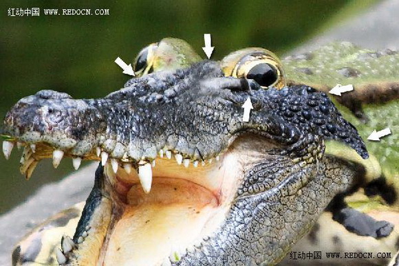 Photoshop合成的长着鳄鱼头的青蛙9
