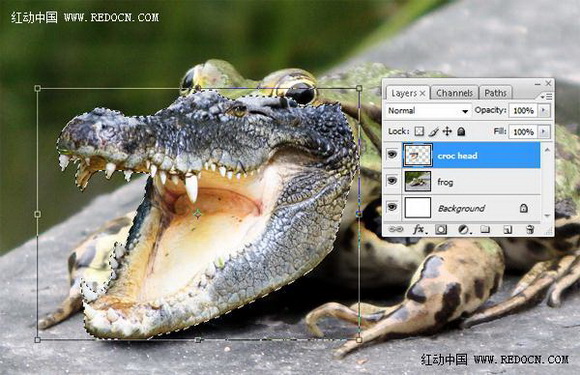 Photoshop合成的长着鳄鱼头的青蛙6