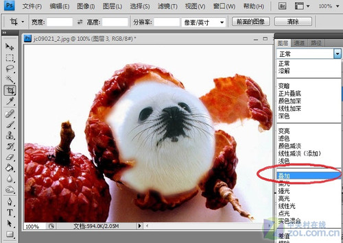 Photoshop合成可爱海豹型荔枝6