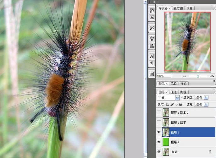photoshop利用抽出滤镜抠出多刺的毛虫3