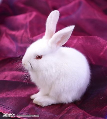 ps滤镜抠出毛茸茸的小白兔1