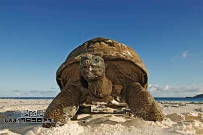 PS合成打造大海中海龟岛自然生态效果教程2