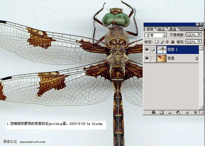 PS抠图：图层混合的方法换蜻蜓背景的教程1