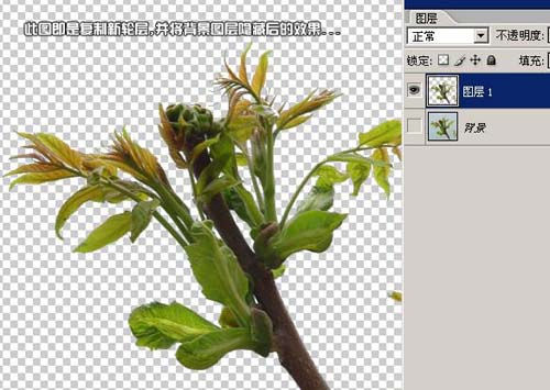 给植物照片抠图的PS教程9