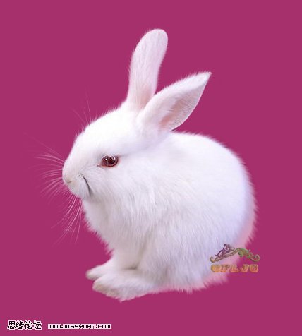 ps滤镜抠出毛茸茸的小白兔2