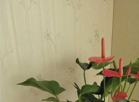 10款碎花壁纸 体验清爽田园风7