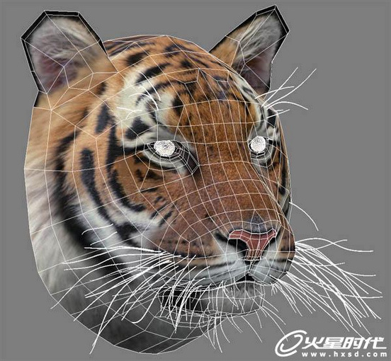 3dsmax绘制毛色亮丽视觉冲击感强的3D老虎8