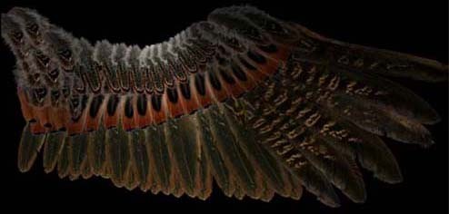 Maya制作鸟类翅膀骨骼6
