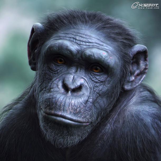 3D制作逼真黑猩猩教程1