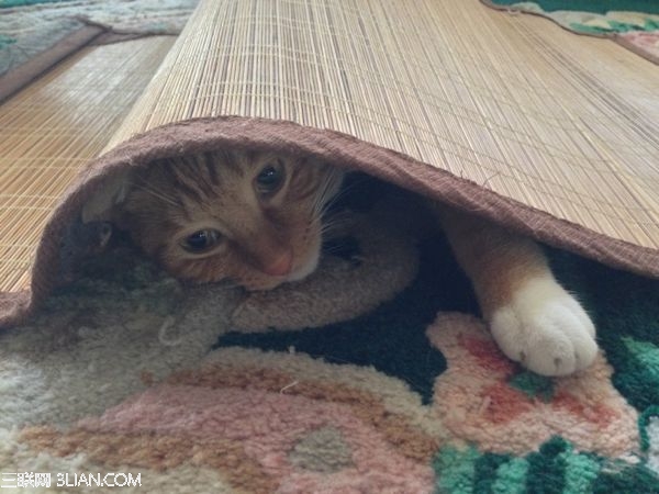 Snapseed技法:5步调出萌猫照片1