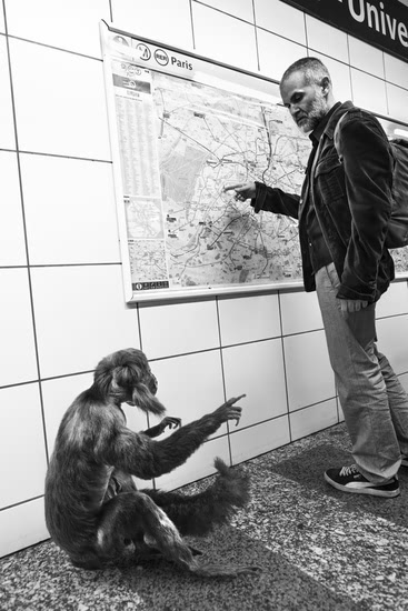 巴黎地铁里竟有动物 创意无限的动物摄影1