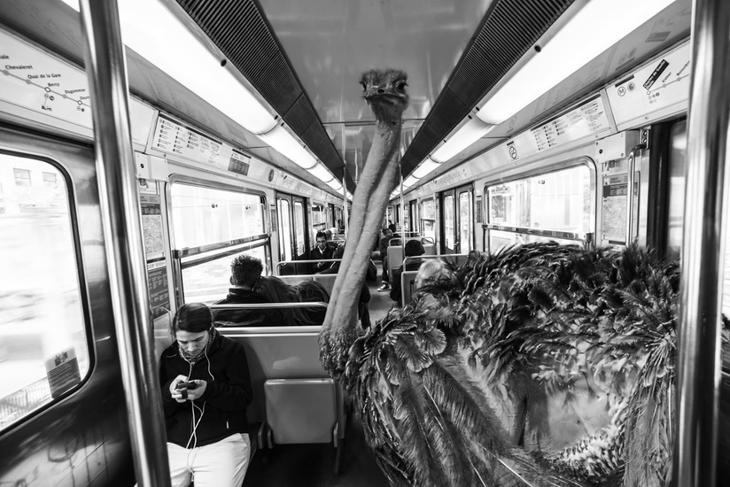 巴黎地铁里竟有动物 创意无限的动物摄影3
