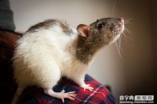 8招教你玩转宠物主题类摄影16