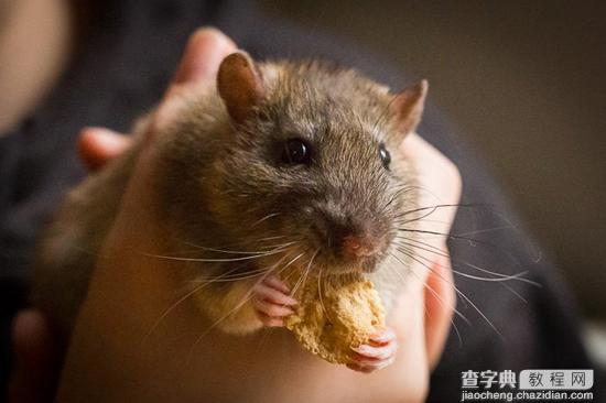 8招教你玩转宠物主题类摄影17