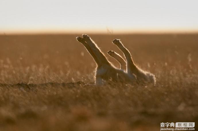 如何拍到草原狐的生活？极具耐心的等待＋缜密的工作方式，美国国家地理摄影师Michael Forsberg6