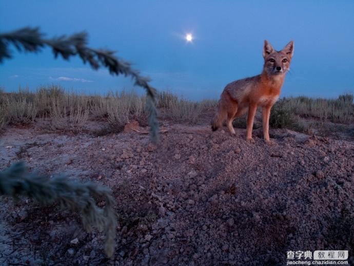 如何拍到草原狐的生活？极具耐心的等待＋缜密的工作方式，美国国家地理摄影师Michael Forsberg1