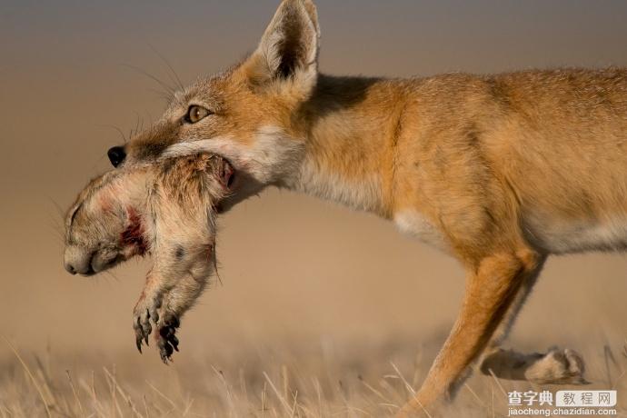 如何拍到草原狐的生活？极具耐心的等待＋缜密的工作方式，美国国家地理摄影师Michael Forsberg7