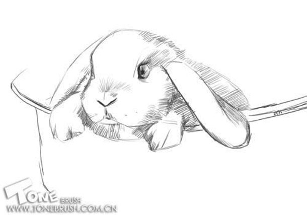 Painter绘制可爱的兔子插画教程2