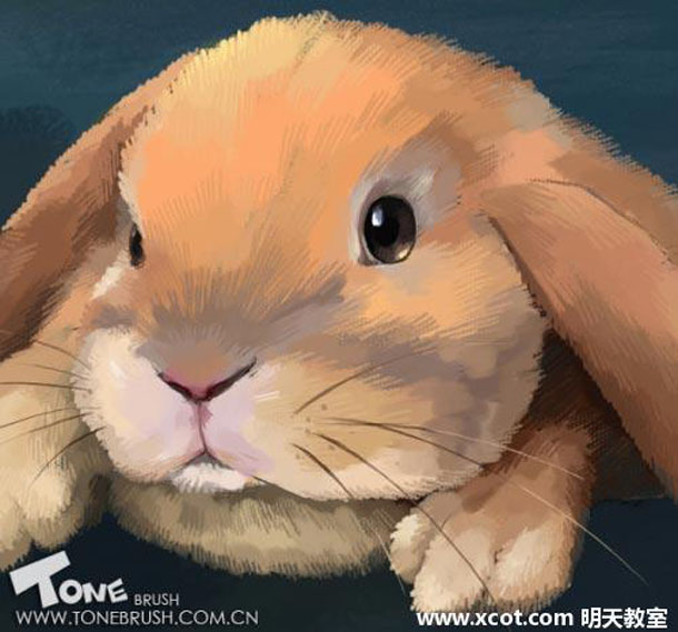Painter绘制可爱的兔子插画教程6