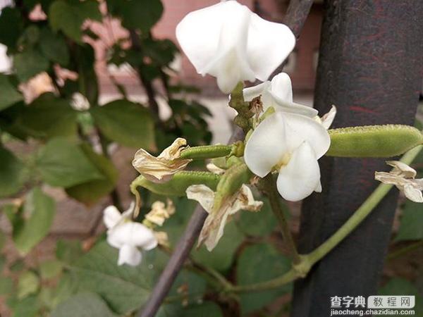 360N4A手机摄像头拍照评测6