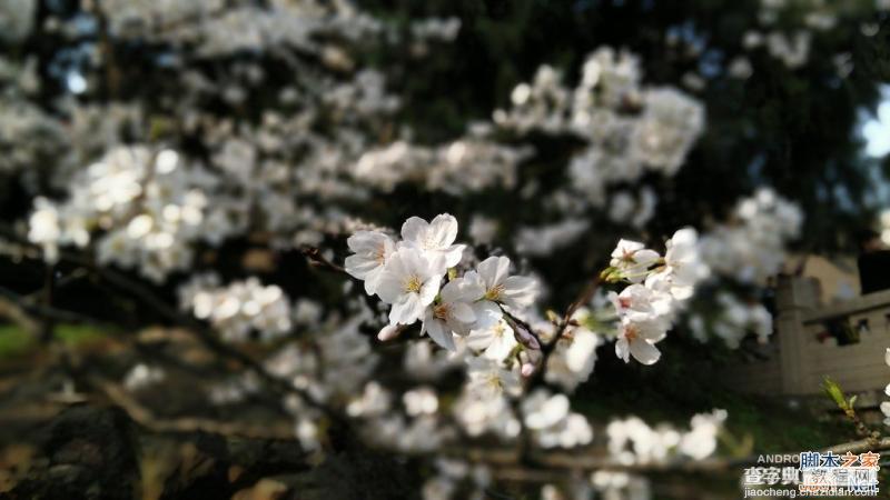 酷派大神X7全网通拍照评测 武汉大学樱花之旅(图赏)25
