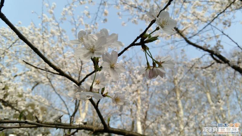 酷派大神X7全网通拍照评测 武汉大学樱花之旅(图赏)20