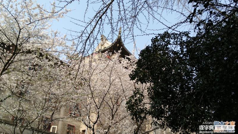 酷派大神X7全网通拍照评测 武汉大学樱花之旅(图赏)21