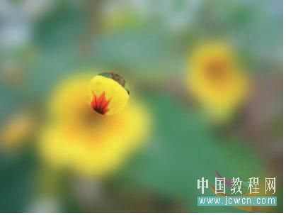 Flash 3.6遮罩打造照片焦点效果1