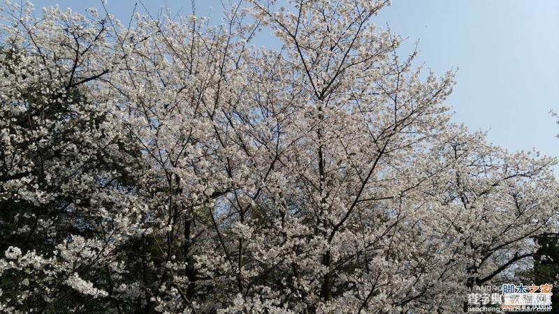 酷派大神X7全网通拍照评测 武汉大学樱花之旅(图赏)19