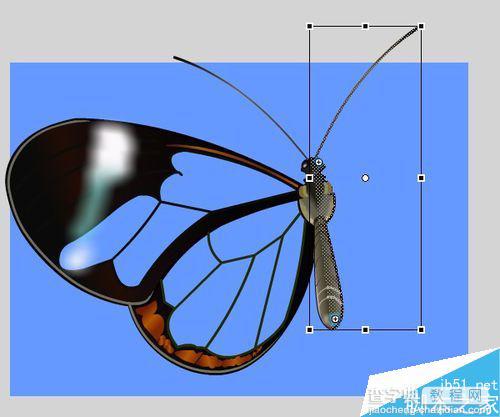 flash绘制一只漂亮的玻璃蝴蝶20