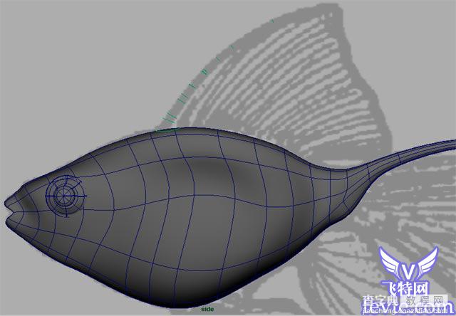 Maya教程 制作鱼的模型全过程8