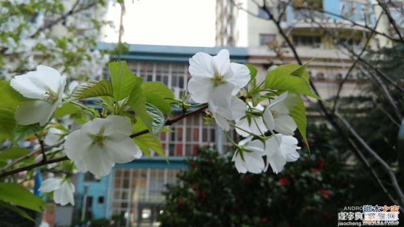 酷派大神X7全网通拍照评测 武汉大学樱花之旅(图赏)30