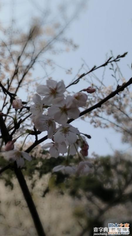 酷派大神X7全网通拍照评测 武汉大学樱花之旅(图赏)15