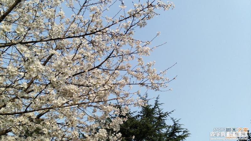 酷派大神X7全网通拍照评测 武汉大学樱花之旅(图赏)24