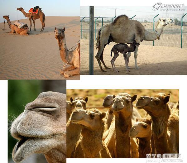 3DSMAX制作逼真的沙漠里骆驼教程1