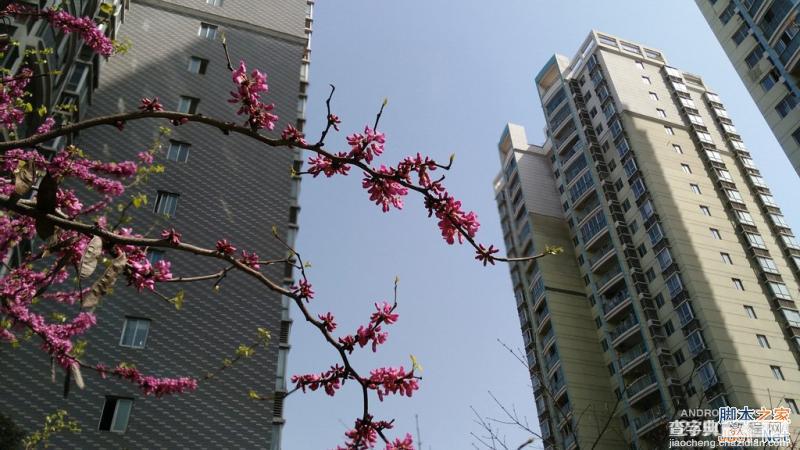 酷派大神X7全网通拍照评测 武汉大学樱花之旅(图赏)29