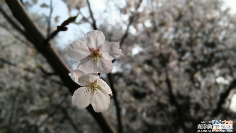 酷派大神X7全网通拍照评测 武汉大学樱花之旅(图赏)16