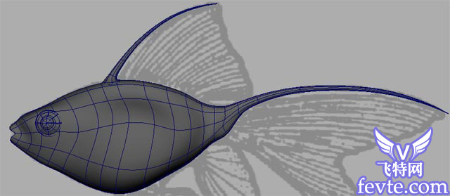Maya教程 制作鱼的模型全过程9