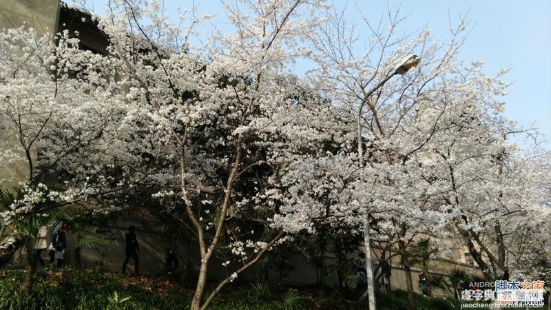 酷派大神X7全网通拍照评测 武汉大学樱花之旅(图赏)18