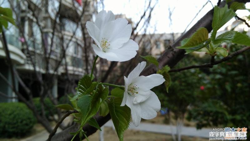 酷派大神X7全网通拍照评测 武汉大学樱花之旅(图赏)31