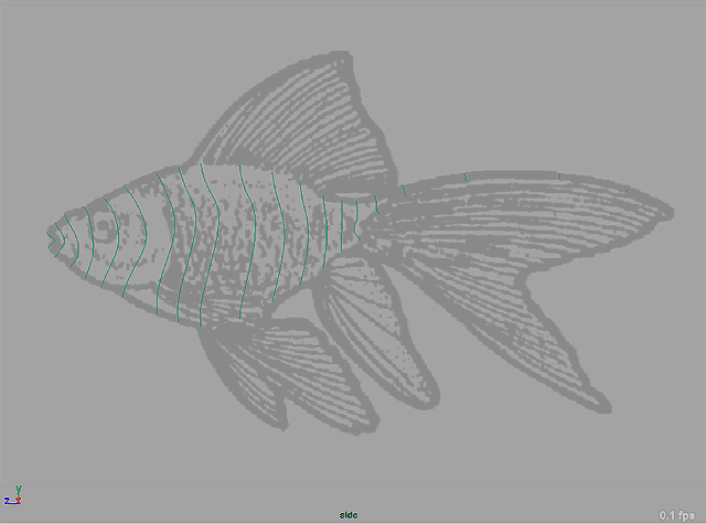 Maya教程 制作鱼的模型全过程4