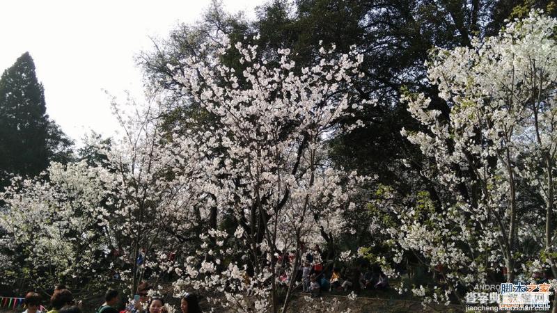 酷派大神X7全网通拍照评测 武汉大学樱花之旅(图赏)13