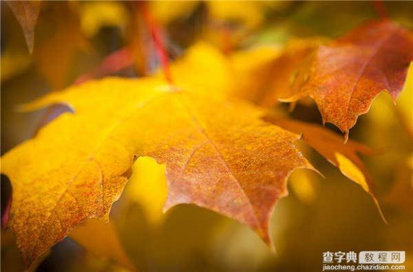 深秋已至 5招教你拍出美丽漂亮的的红叶(组图)15