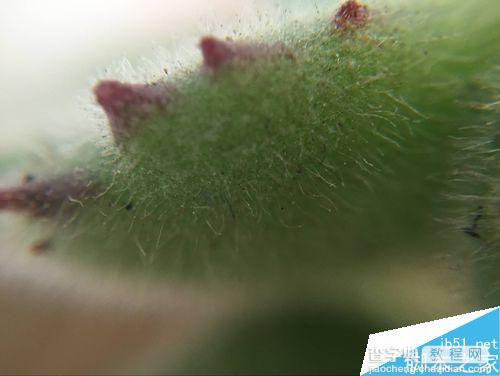 手机微距镜头的拍摄方法 怎么用手机的微距镜头来拍东西4