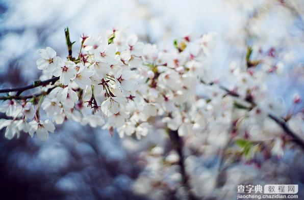 春季摄影七招巧拍树上花实例教程6